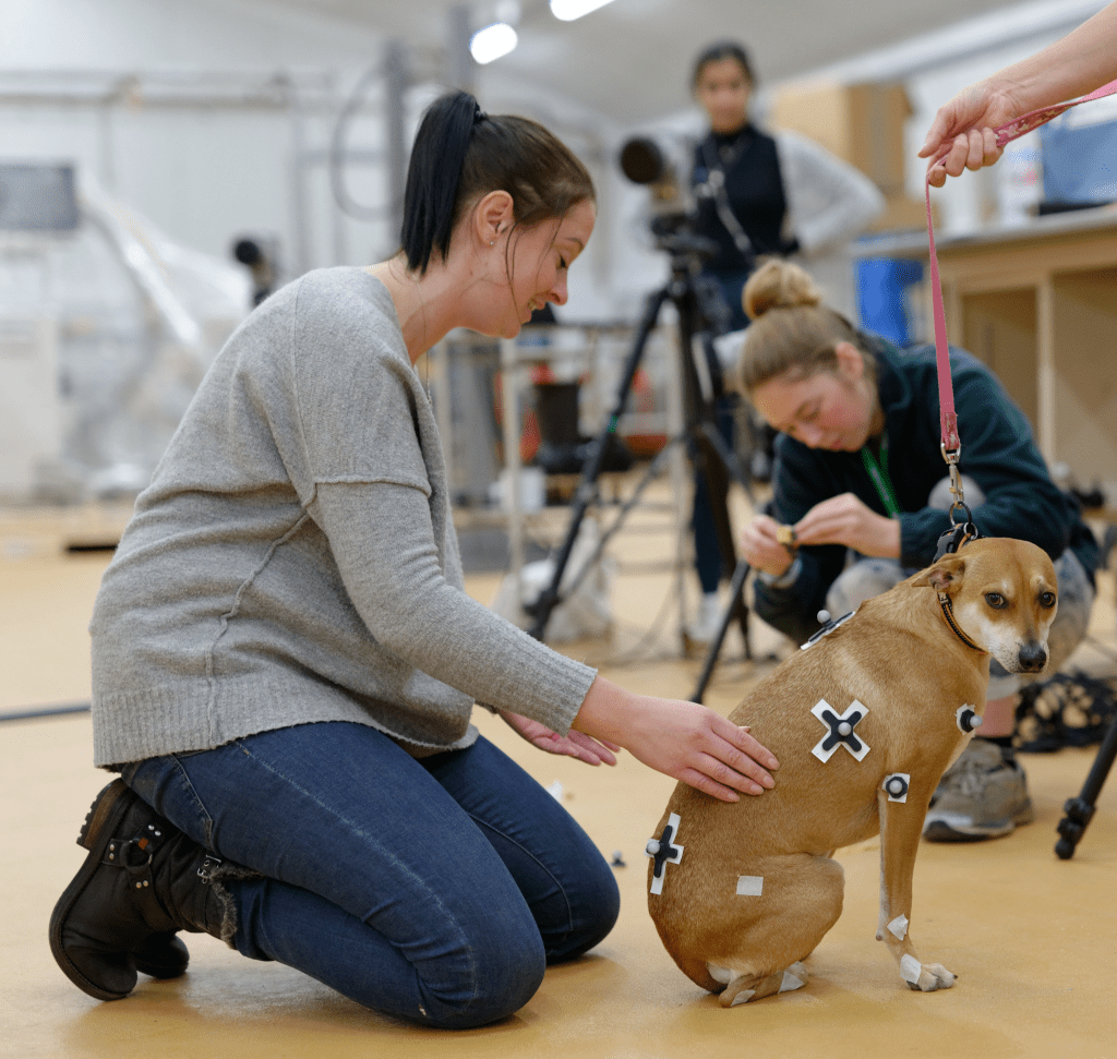 Amputee dog with markers
